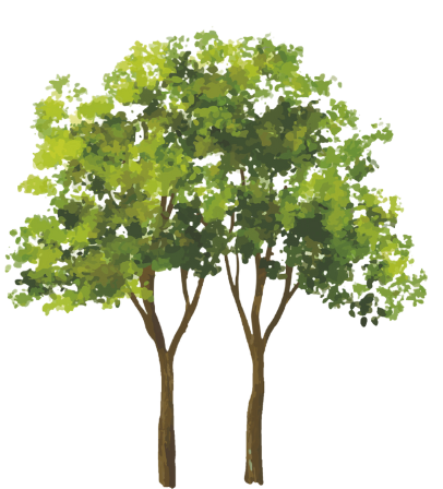Grafika drzewo